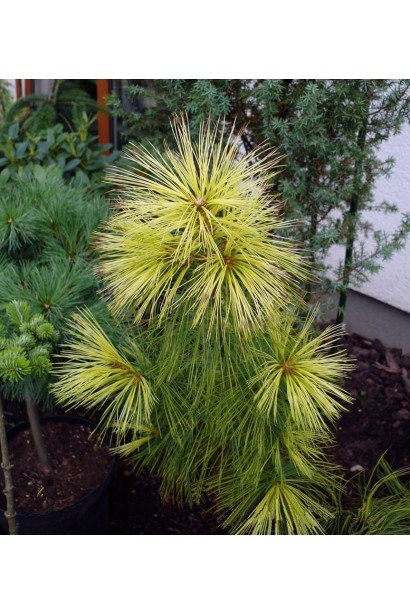 Сосна Веймутова ’Pacific Sunrise’